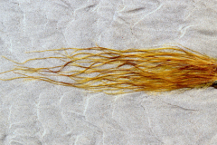 NR. 85  Golden Seaweed Strings